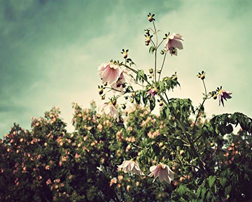 Bell Shade - Fine Art Photo Print (choose from various sizes)