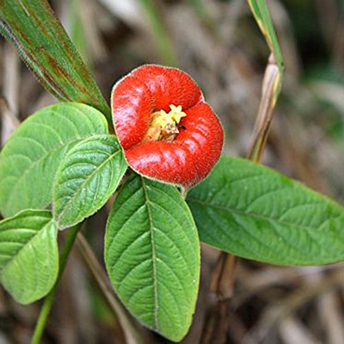 50 Pcs Blazing Red Lips Flower Seeds Psychotria Elata Flower Seed Garden Plant - Thumbnail 3