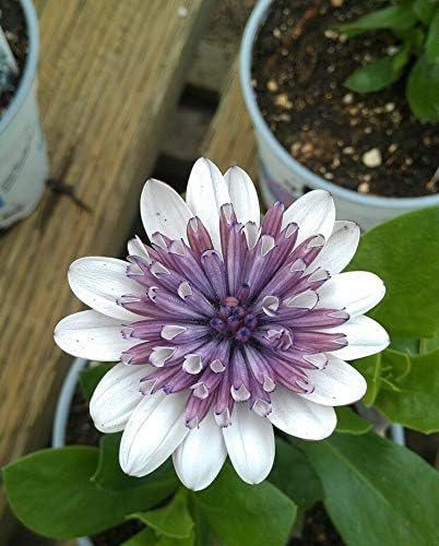Purple White Daisy 25 Seeds Osteospermum Flower African Exotic Garden Bi Color #TS1TM