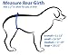Cuddle Bands Male Dog Belly Band for Housetraining and Incontinence - Washable and Reusable Dog Diaper (Paw Print Medium: 17-19
