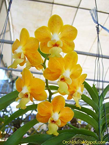 Haritham E x otic Dendrobium Live Orchid Plant (Yellow Queen) In Plastic Pot