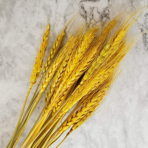 Beau Jour Natural Dried Wheat Sheaves 100 Stems for Autumn Arrangements DIY Home Decor (Gold)