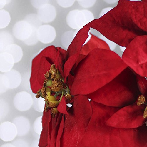 Group of 12 Realistic Look Artificial Christmas Red Poinsettia Blooms on Stems