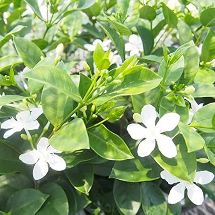 Amazon 常緑低木 セイロンライティア 4号鉢 花壇 みんなの花屋さん ほのか 観葉植物 通販