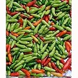 Jamaican Bird Pepper,Chili Seeds