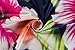 Suimiki Vintage Ruffle Plain Floral Printed Off Shoulder Bodycon Long Party Maxi Dress