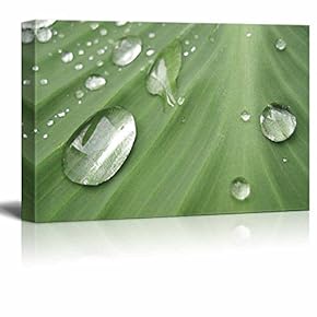 Canvas Prints Wall Art - Water Drops on The Big Green Leaf | Modern Wall Decor/Home Decoration Stretched Gallery Canvas Wrap Giclee Print & Ready to Hang - 12" x 18"