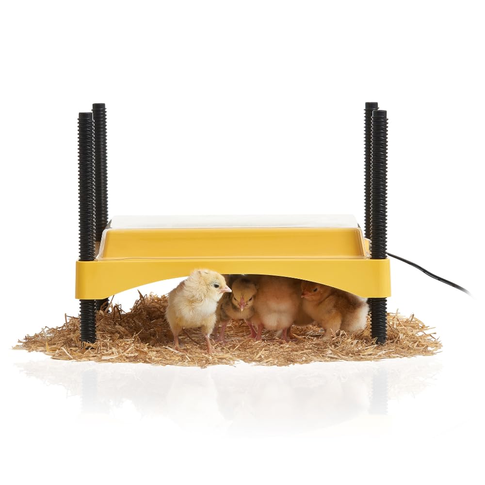 Brinsea EcoGlow Safety 600 Chick Brooder - Chick Brooder Heat Plate for Chicks - Heat Lamp Replacement - Made in Great Britain - 3 Year Guarantee