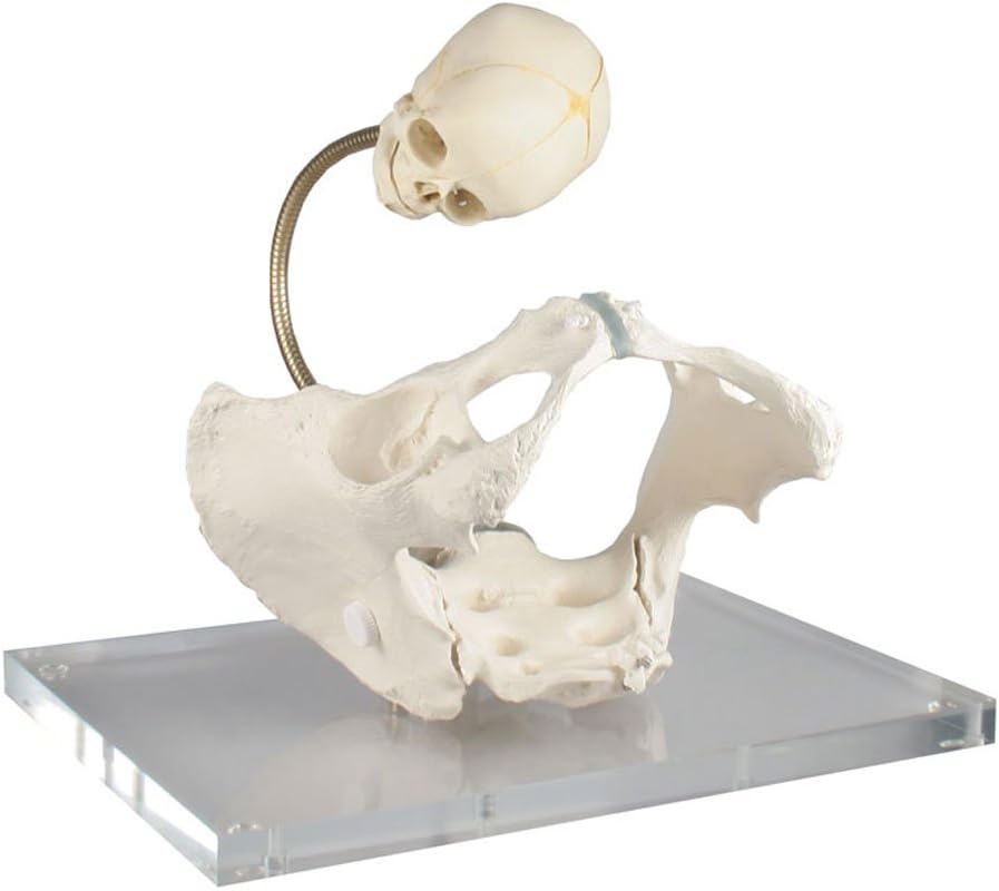 Skeleton Model, Birthday, New baby, Urologie Basin Sink Flexible Life-Size Cardboard Stand-Up