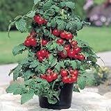 Patio Tomato - 20 Seeds - Excellent for Containers