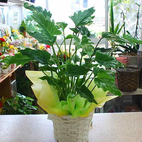 Amazon Co Jp 観葉植物 クッカバラ 鉢植え 不思議な葉っぱの植物 Diy 工具 ガーデン