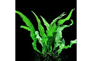Live Aquarium Plant | Live Arrival Guarantee | Aquarium Flora by Plants N Fins (Java Fern + Root Tab | Live Aquarium Plant)
