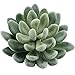 Supla Pack of 4 Artificial Echeveria Succulent Picks in Flocked Green 3.33”Wide x 5”Tall