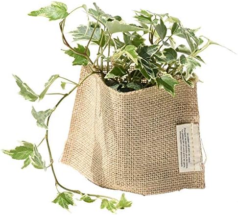 プチプラお値打ち スタンダード麻シリーズ 選べるミニグリーン ヘデラ アイビー 贈り物