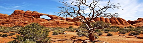 Reptile Habitat Background; Arch with Tree, for 36Lx18Wx24H Terrarium, 3-Sided Wraparound