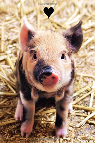 gift ideas for pig lovers