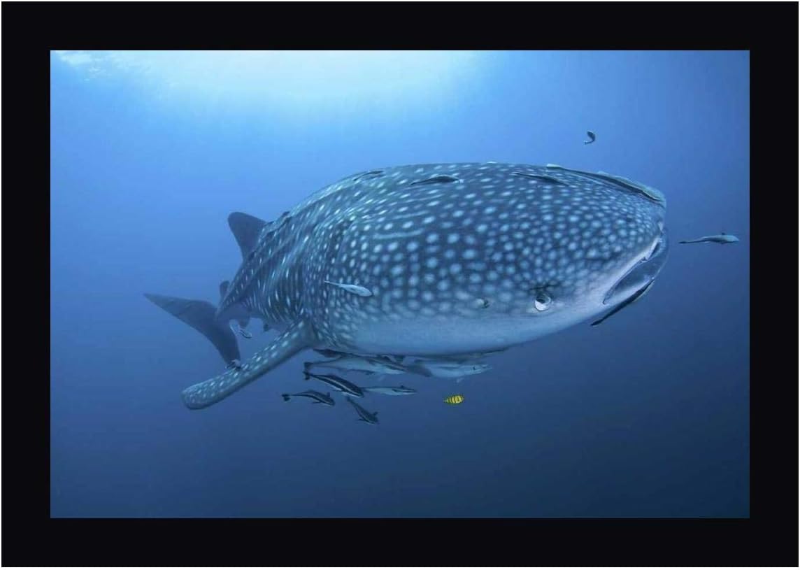 Indonesia, Papua Whale Shark and remoras -2 by Jones Shimlock 15" x 20" Black Framed Canvas Giclee Art Print - Ready to Hang
