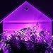 Toodour Solar String Lights 72ft 200 LED Solar Powered String Lights with 8 Lighting Modes, Waterproof Copper Wire Lights for Garden, Patio, Lawn, Landscape, Home Decor (Purple, 2 Pack)