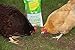 Mealworms - Premium Dried Mealworms (1 lb bag) byTasty Bug Treats (Meal Worms)