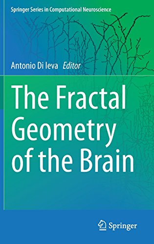 The Fractal Geometry of the Brain (Springer Series in Computational Neuroscience)
