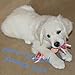 Dog Chew Teething Rope Toys Set, Mini Dental Pack For Puppies, Small To Medium Dogs