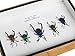 SET 5 REAL FROG LEGGED LEAF BEETLES SAGRA INSECT TAXIDERMY SET IN BOX / 3D WOODEN FRAME (Wooden Box)