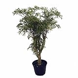 Japanese Ming Aralia Tree - Polyscias fruticosa - Indoor - 6