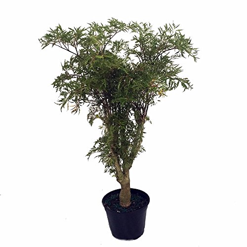 Japanese Ming Aralia Tree - Polyscias fruticosa - Indoor - 6
