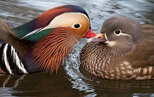 KaoHun Two Birds Mandarin Duck Water - Animal Picture Art Canvas Print Poster,Home Wall Decor 24x16 inches