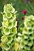 150 BELLS OF IRELAND (Lady In The Bathtub / Shell Flower) Moluccella cf Laevis Flower Seeds
