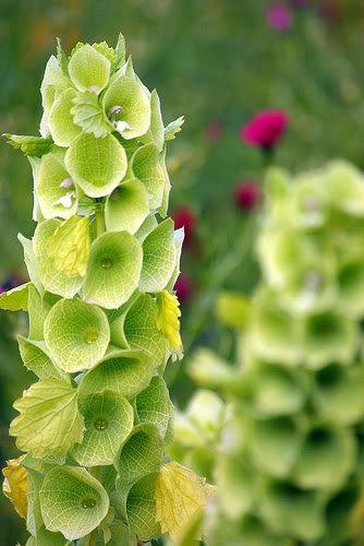 150 BELLS OF IRELAND (Lady In The Bathtub / Shell Flower) Moluccella cf Laevis Flower Seeds 150 BELLS OF IRELAND (Lady In The Bathtub / Shell Flower) Moluccella cf Laevis Flower Seeds