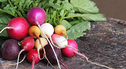Radish Mix Color Easter Egg Around 250 Seeds - Thumbnail 2