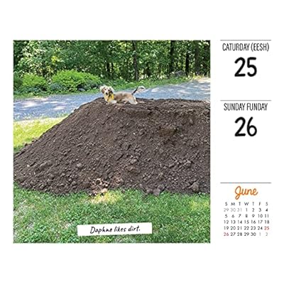Buy Crusoe The Celebrity Dachshund 2022 Box Calendar, Daily Desktop Calendar – Day To Day Calendar, October 15, 2021 Online In South Africa. 1549220462