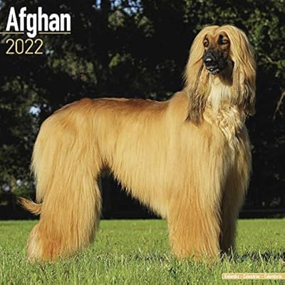 afghan hound long faced dog breeds 2021-2022 Afghan Hound Calendar Wall Calendar Cambodia Ubuy