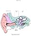 Fundamental Neuroscience