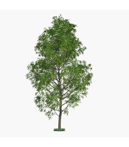 Amazon.com : New Fresh 60pcs Almond Tree Seeds Generic