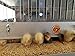 Heated Box Poultry Brooder - Thermostatically Regulated