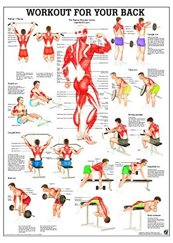 Ruediger Anatomie PO79eLAM Workout For Your Back Board 50 x 70 cm Laminated