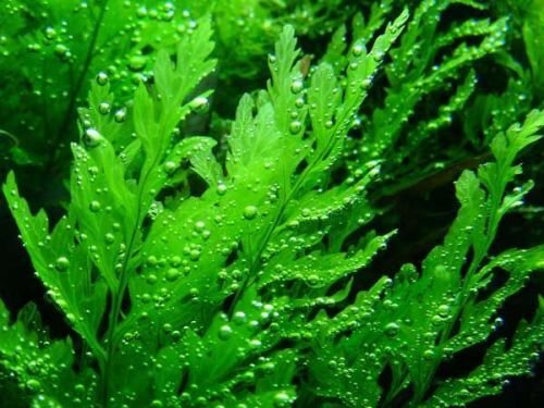 African Water Fern - Bolbitis heudelotii - Live aquarium plant African Water Fern - Bolbitis heudelotii - Live aquarium plant