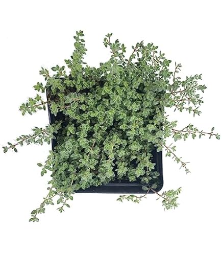 Thymus 'Lemon Variegated' Thyme | Buy Herb Plants