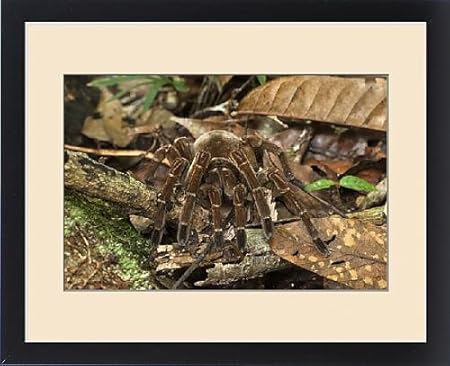 Amazon フレーム入り印刷のgoliath Bird Eating Tarantula ルブロンオオツチグモ 世界最大のspider アートフレーム ポスター オンライン通販