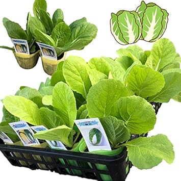 Amazon 9月が植え頃 契約農家の秋野菜苗 白菜24ポットセット 3号ポット F9 1ポットあたり税込140円 白菜 バラエティ アソート 家庭菜園 ガーデン プランター 安全 安心 育てやすい 人気 鉢