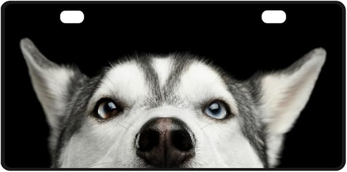 Amazon Com Interestprint Funny Close Up Cabeza De Perro Husky Siberiano Con Ojos Azules Metal Matricula Para Coche Coche De Metal Etiqueta Para Mujer Hombre 12 X 6 01 Automotive
