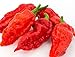 Ghost Pepper Seeds- 25+"Bhut Jolokia" by Ohio Heirloom Seeds for 2020 primary