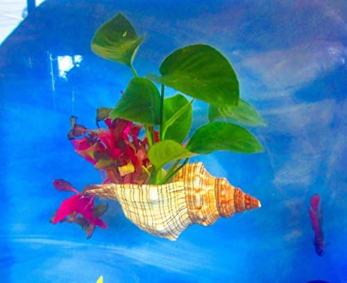Aquarium, 3.75-4.75 INCHES Betta fish rest, Fox Conch Shell, Aquarium decoration, aquarium planter, aquarium plants, fish bowl decor, fish tank decoration