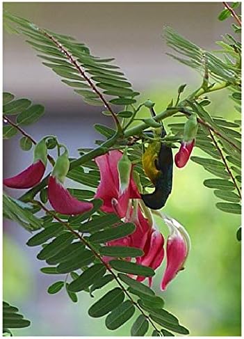 Tropica Red Wisterie Turi Tree Sesbania Grandiflora 20 Seeds Amazon De Garten
