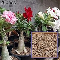 200Pcs Adenium Desert Rose Flower Seeds Ornamental Plant Home Balcony Garden Office Decoration - Desert Rose Seeds