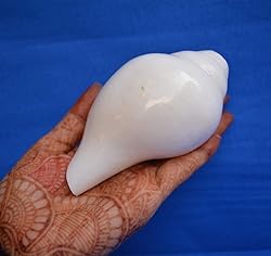 Original Blowing Shankh (VAMAVARTI BAJNEWALA) Conch