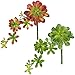 Supla 2Pcs Real Looking Faux Succulents Plants Soft Plastic Aeonium Succulents Cascading Pick in Burgundy and Green,11.75