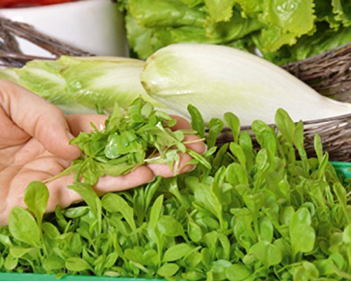 Microgreens - Endive - young leaves with exceptional taste - seeds